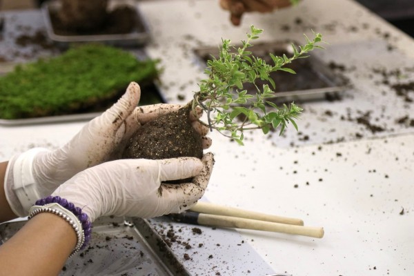 【盆栽植物】手作苔玉工作坊