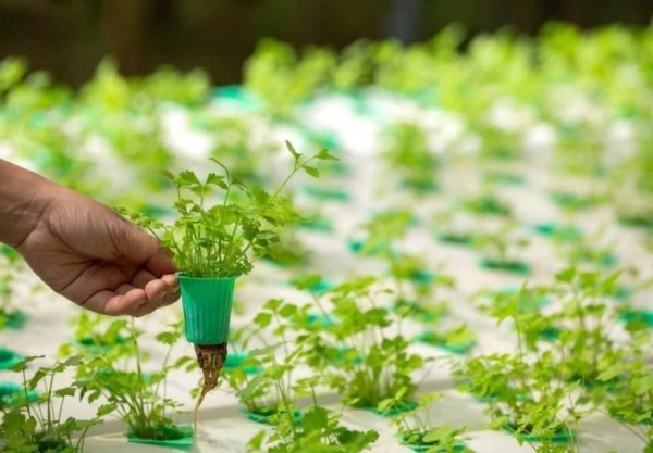 水耕種植＋香草醬製作工作坊